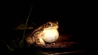 Bufo valliceps (Gulf Coast Toad)