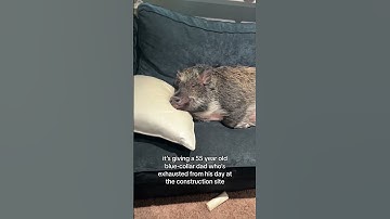 Convinced Merlin Is a Human Trapped in a Pig’s Body 😂🐷 | Animal Mystery Solved?