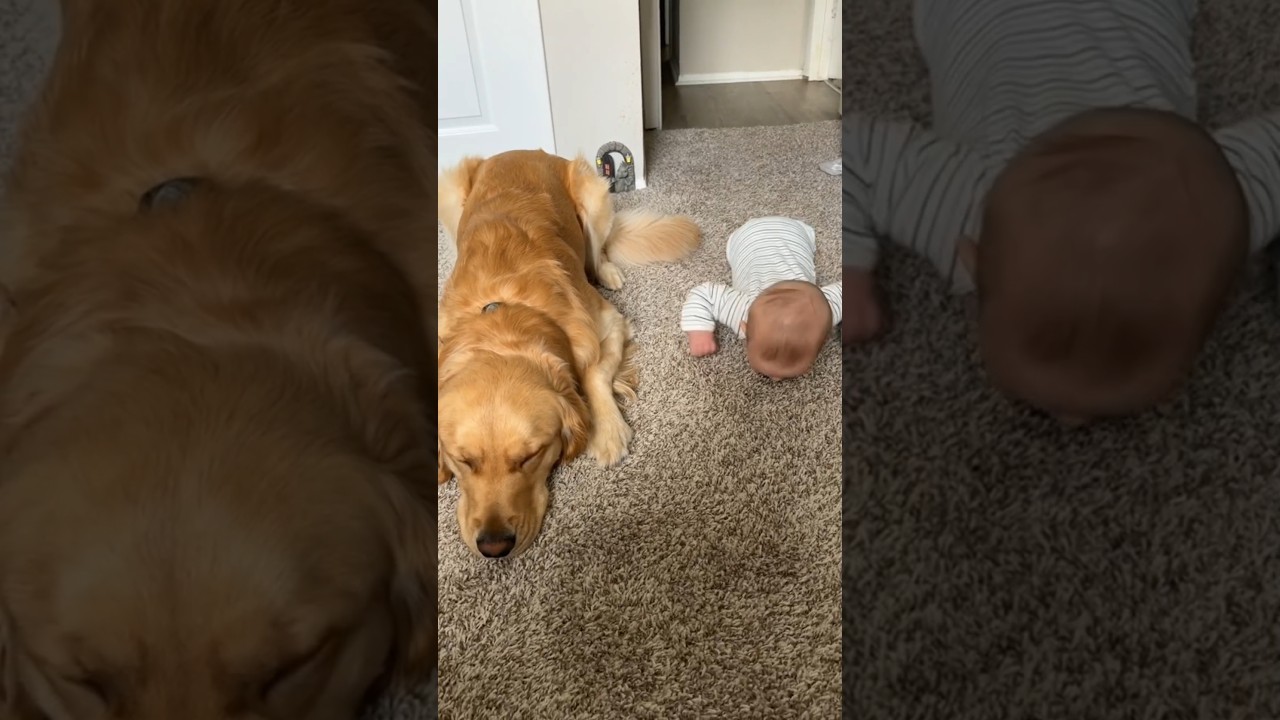 Когда собака приспосабливается к человеческому младенцу | #фактыособаках #трогательнаяистория