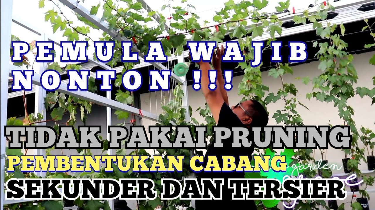 CARA MEMBENTUK CABANG SKUNDER DAN TERSIER POHON ANGGUR