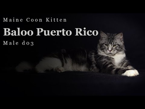 Playful kitten Maine Coon - Baloo Puerto Rico