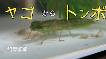 ヤゴの飼い方