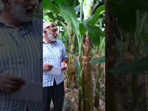 نصائح الموز الجزء الاول