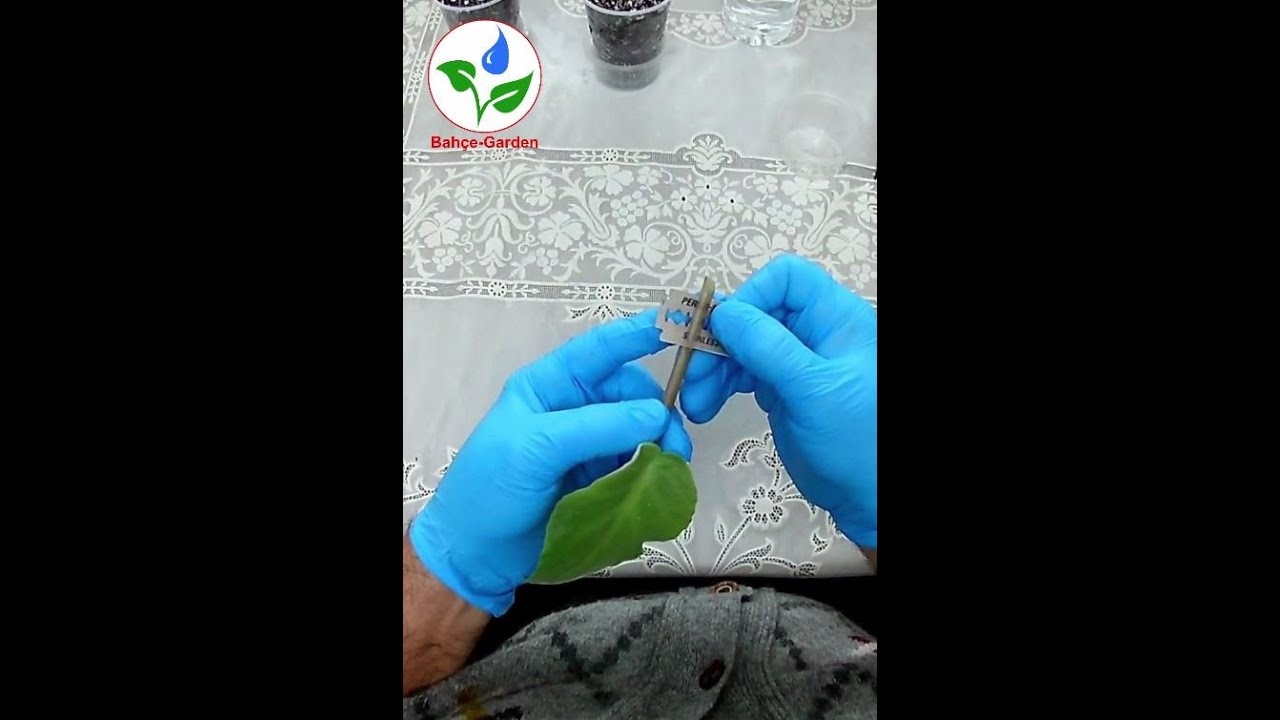 Menekşe aşısı nasıl yapılır.Farklı renkte menekşe elde etmek için menekşe aşılama nasıl yapılır.