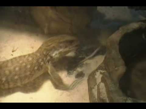 sorry board game savvanah monitor vs mouse part 1