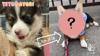 トライカラー Youtube トライカラー Youtube