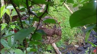Masteran pikat ayam hutan hijau betina gacor