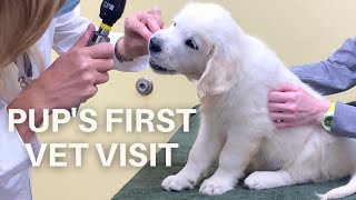 English Cream Puppy LOVES the Vet! | Golden Retriever Pup's First Vet Visit
