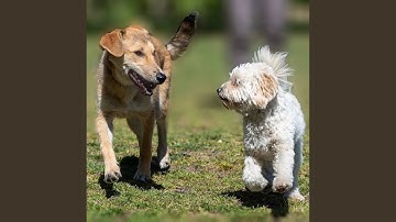Pulsating Ambience for Sleepy Puppy Zones