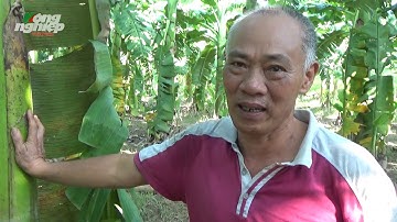 Trồng chuối tây xuất khẩu