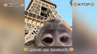 ✨🐵Музыка для флешмоба 🐵✨