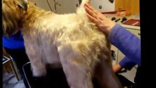 SoftCoated Wheaten Terrier  Show trim Heavy coat