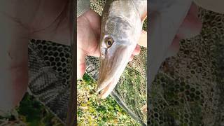 LUCCIO🎣IN🔥LIBERA #pesca