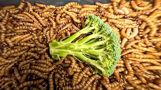 Superworms VS Broccoli