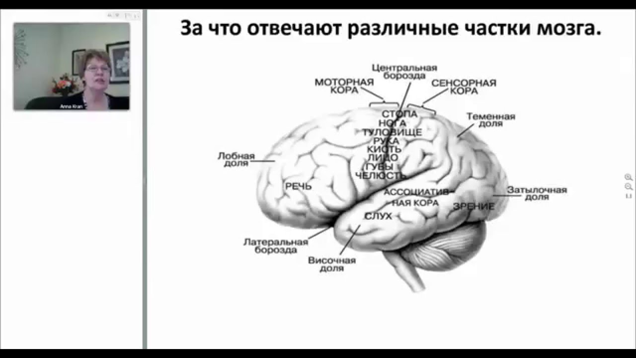 Болезни мозга названия