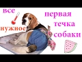 ПЕРВАЯ ТЕЧКА У СОБАКИ ( Все что нужно знать о первой течке