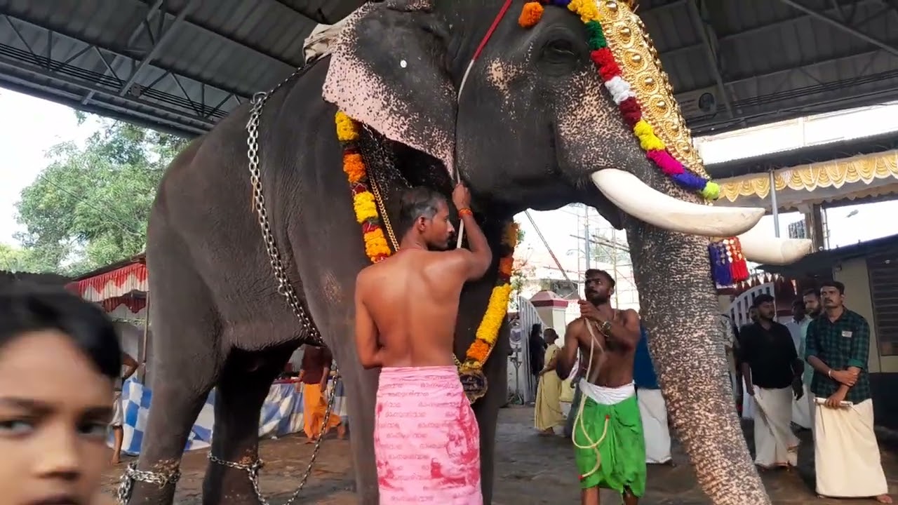 പുലിയന്നൂർ അപ്പന്റെ  തിടമ്പ് ഏറ്റുവാനൊരുങ്ങുന്ന അക്കിക്കാവ് കാർത്തികേയൻ