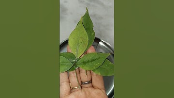 12 महीने मासिक शिवरात्रि आती है पांच बेलपत्र चढ़ाने नियम अवश्य करें 🙏🌿🙏🌿🙏🌿🙏🌿🌹🌹