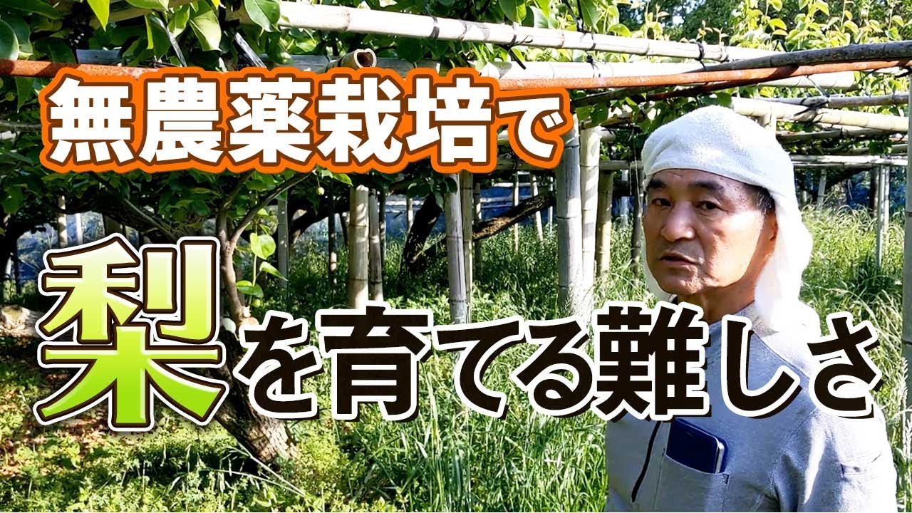 無農薬で荒尾梨作りに挑戦した梨園とは 梨栽培歴35年以上の高塚の成生梨 熊本で無農薬 自然栽培果物に挑戦 自然果樹園