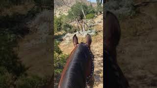 Trail Ride With Betty 9.19.21