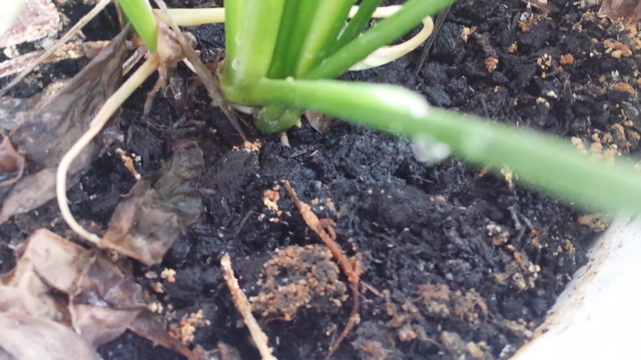 Small White Crawling Insects On My House Plant Soil Youtube,Vegan Snacks List
