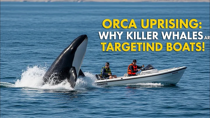 Orca Uprising: Why Killer Whales Are Targeting Boats!