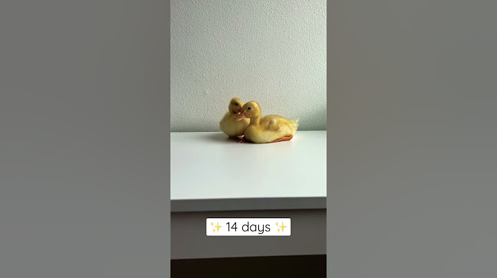 How fast do baby ducks grow? #shorts #growingup #raisingducks