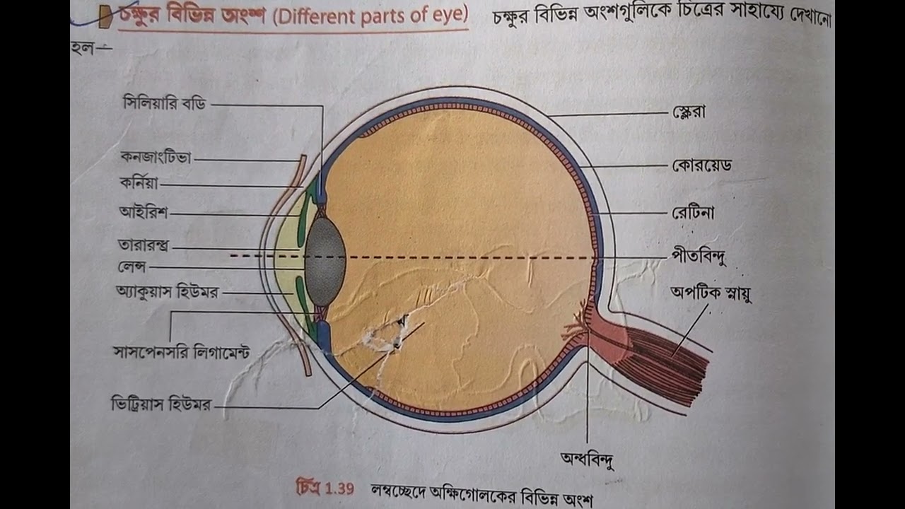 Eshakda tirsagigacha qol Siz fotosuratda gimnastika oqituvchisining mushukini korishingiz mumkin.