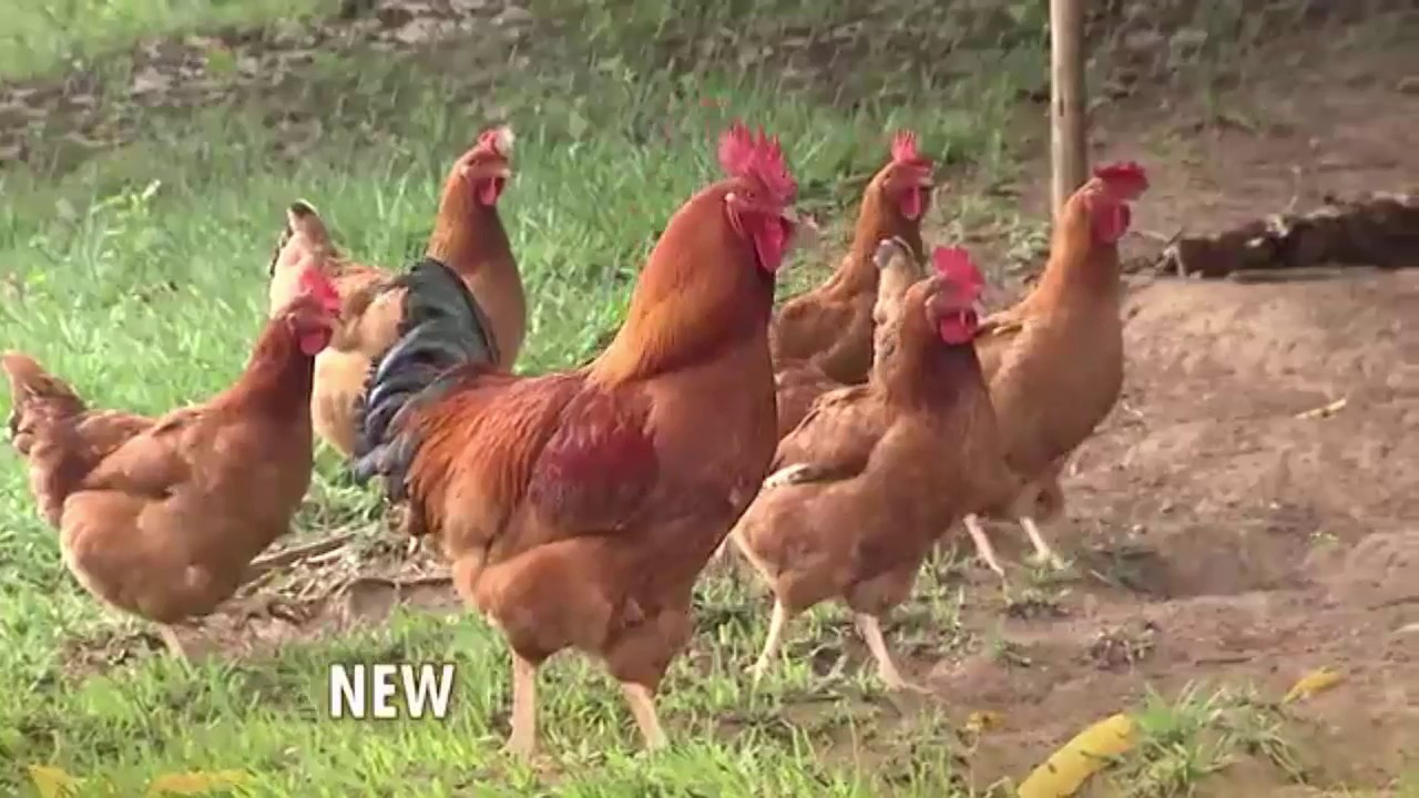 Galinha Caipira - Reportagem Blog Rural BA