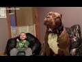 Un Pitbull Gigante llamado Hulk de 175 lb y cachorros de $ 500 000 00