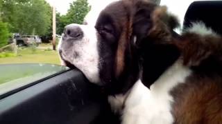 Saint Bernard goes for a car ride