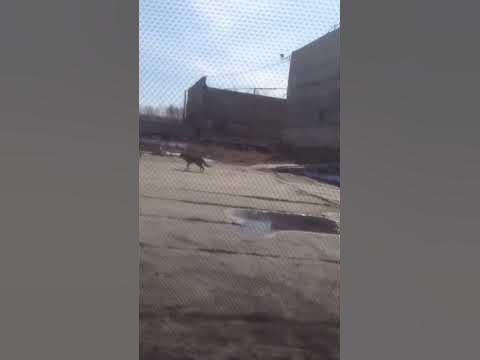 Шумовой баллончик Контроль-АС, 25 мл, на собаке - YouTube
