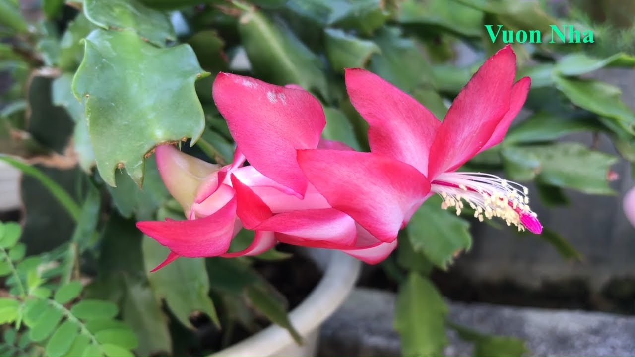 Подходящее время, чтобы привить рождественский кактус в плодовое дерево дракона