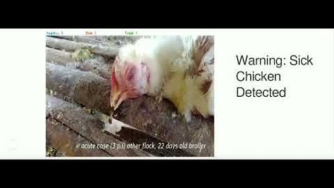 detecting sick chicken using opencv