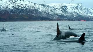 Orca Channel Season 2021/22 Trailer by Orca channel 883 views 2 years ago 3 minutes, 28 seconds