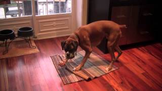 Linus the Boxer loves his new bone by SherBenn 29,122 views 11 years ago 58 seconds
