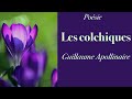 Posie  les colchiques  guillaume apollinaire  french poem