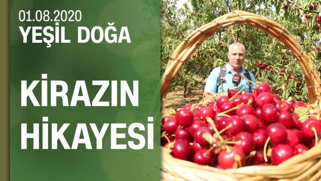 Ülkemizde kaç çeşit kiraz var? Neden büyükşehirlerde fahiş fiyata satılıyor? - Yeşil Doğa 01.08.2020