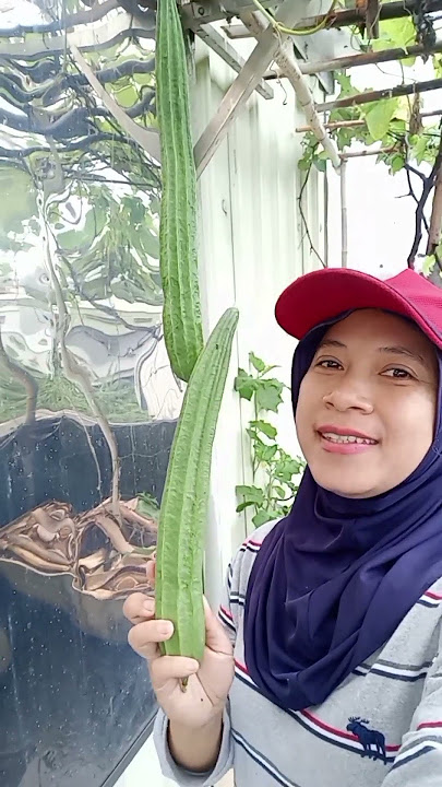 Panen Gambas mantap panjang banget #feedshorts #shorts #panensayur #gambas