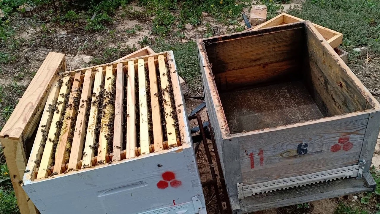 الحلقة 74 تقسيم خلية نحل - طريقة المروحة حرف v