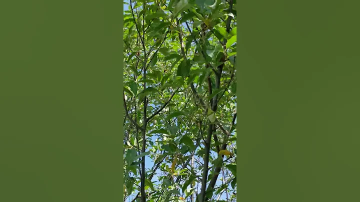 Kestrels at the Cicada Emergence - DayDayNews