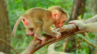 What happened to the baby Jovi monkey? The baby monkey is learning to walk.