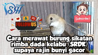 DSH - Cara merawat burung sikatan rimba dada kelabu srdk supaya rajin bunyi gacor