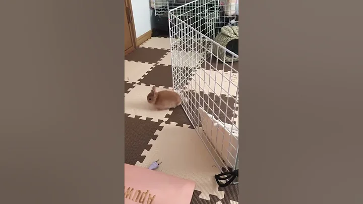 Bunny Escapes Gate