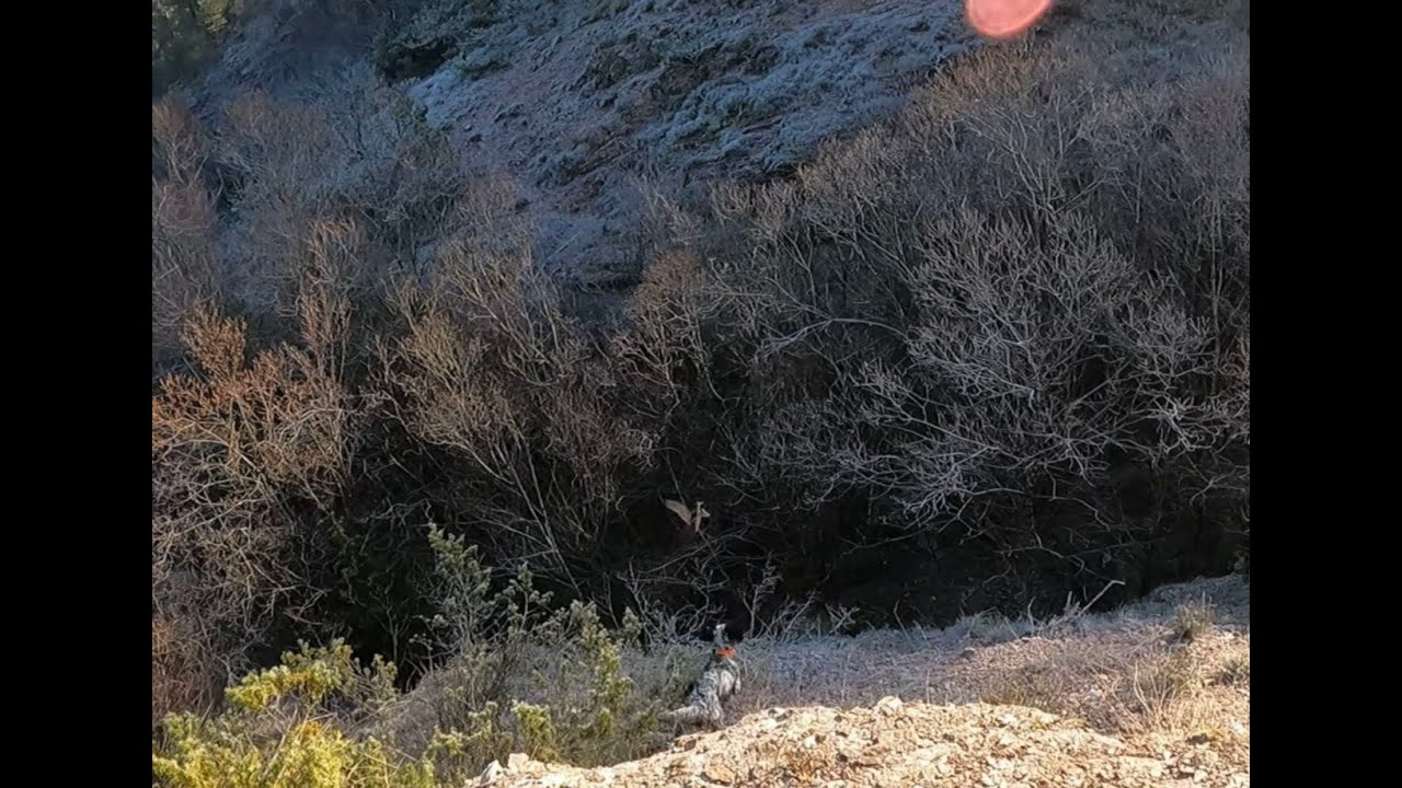 Caccia alla Beccaccia 2022…Una FREDDA E PARTICOLARE COPPIOLA