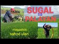 Tips sa pagtatanim ng palaymillenial farmeragrikaalamanagriculture buhaybukid buhayprobinsya 