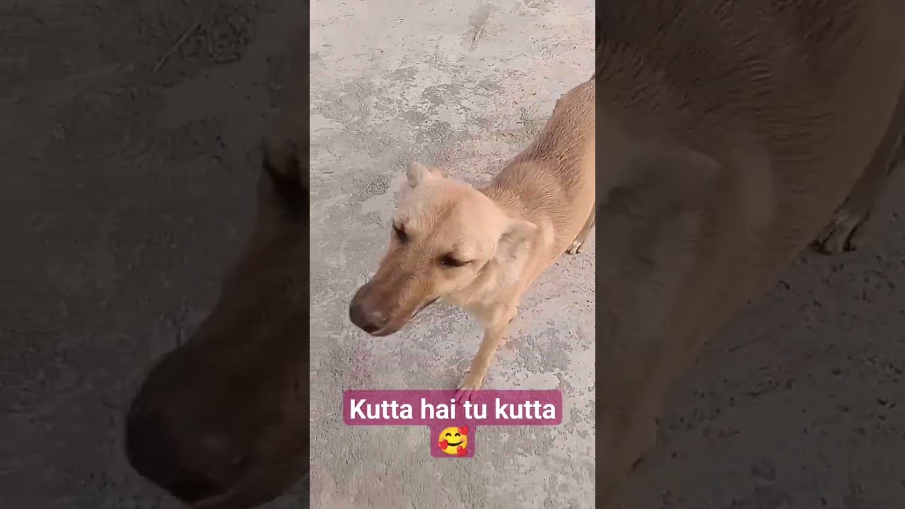 Best dubsmash for kutta hai tu kutta