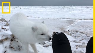 Face à face avec un adorable renard polaire