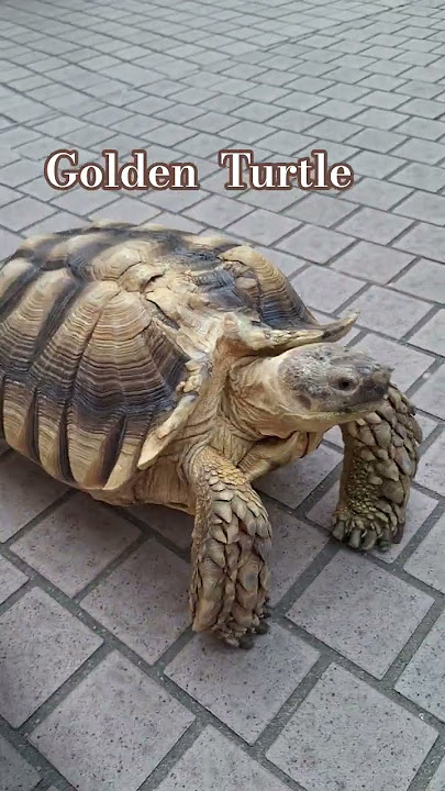 Golden Turtle at Tung Chung HK #shorts #netztv #turtle