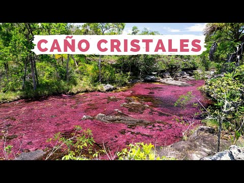 [COLÔMBIA] Conhecendo o rio mais lindo do mundo: CAÑO CRISTALES